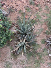Agave deserti