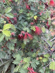 Calliandra californica