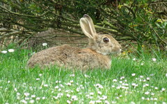 Oryctolagus cuniculus cuniculus