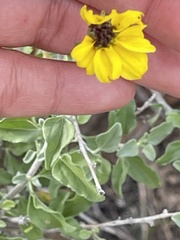 Encelia asperifolia