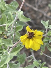 Encelia asperifolia