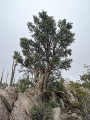 Pachycormus discolor