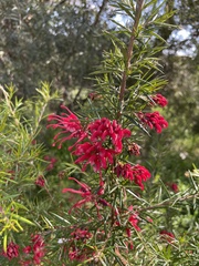 Grevillea