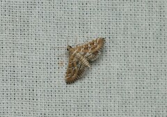 Epipagis peritalis