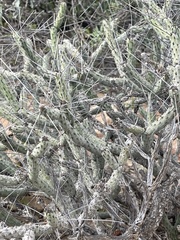 Cylindropuntia tesajo