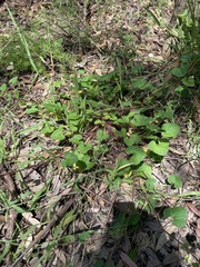 Pelargonium inodorum