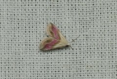 Eublemma roseana