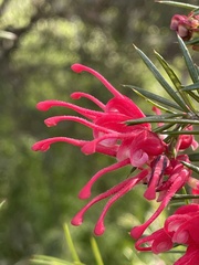 Grevillea