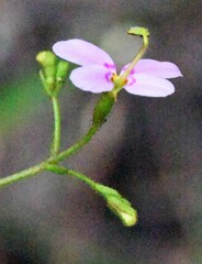 Stylidium laricifolium