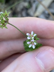 Pelargonium inodorum