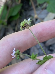 Pelargonium inodorum