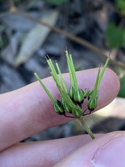 Pelargonium inodorum
