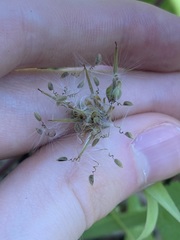 Pelargonium inodorum