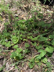 Pelargonium inodorum