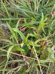 Eclipta prostrata