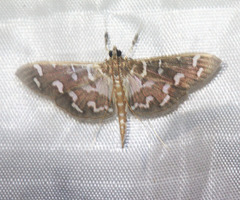 Nausinoe euroalis