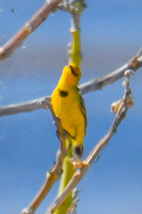 Epthianura crocea