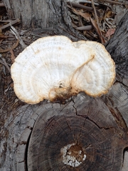 Laetiporus gilbertsonii