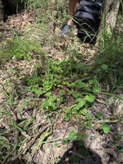 Pelargonium inodorum