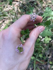 Pelargonium inodorum