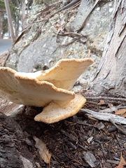 Laetiporus gilbertsonii