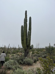 Pachycereus pringlei
