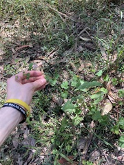 Pelargonium inodorum