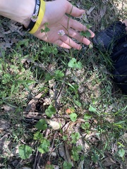 Pelargonium inodorum