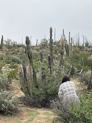 Lophocereus schottii