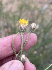 Bebbia juncea aspera