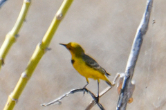 Epthianura crocea