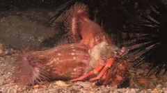 Dardanus pedunculatus