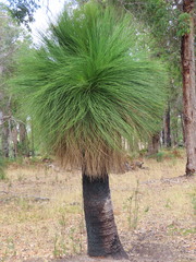 Xanthorrhoea preissii