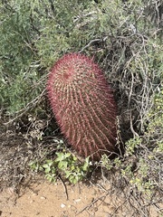 Ferocactus gracilis