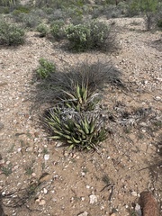 Agave deserti