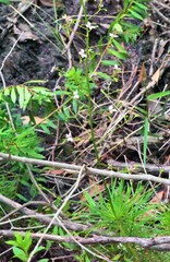 Stylidium laricifolium