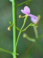 Stylidium laricifolium