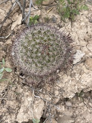 Mammillaria dioica dioica