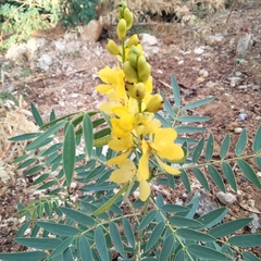 Senna alexandrina