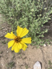 Encelia asperifolia