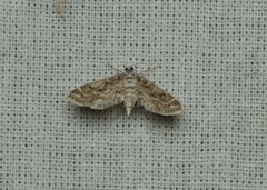 Parapoynx diminutalis