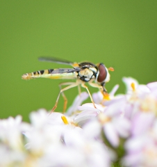 Sphaerophoria contigua