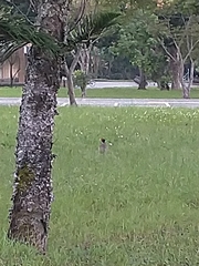 Phasianus colchicus formosanus