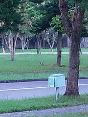 Phasianus colchicus formosanus