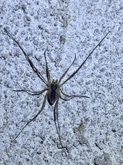 Oligolophus tridens