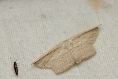 Phalacra vidhisara