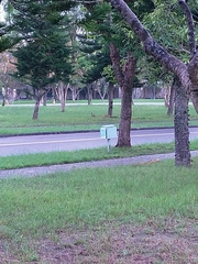 Phasianus colchicus formosanus