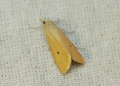 Scirpophaga incertulas
