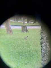 Phasianus colchicus formosanus