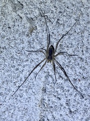 Oligolophus tridens